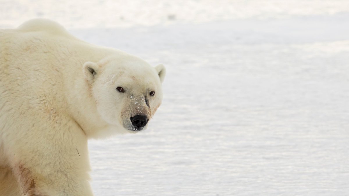 ICYMI 🚨 The Biden Administration has approved the #WillowProject - one of the biggest oil and gas projects in decades.

What happens in Alaska, won't stay in Alaska. 

📰: edition.cnn.com/2023/03/14/pol…