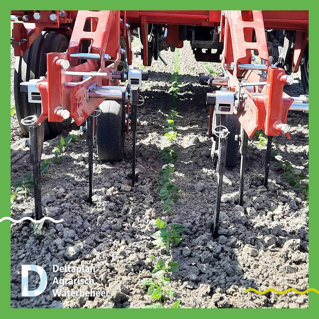 🚜| Mechanische onkruidbestrijding: hoe pas je dit het beste toe en waar moet je op letten? Je hoort het tijdens de informatieavond op 23 maart in Valthermond. Met <a href="/herder_c/">ChristoffeldenHerder</a>, Reesink agri, APV en Loonbedrijf Hoekstra Flowers 👇
agrarischwaterbeheer.nl/nieuws/uitnodi…