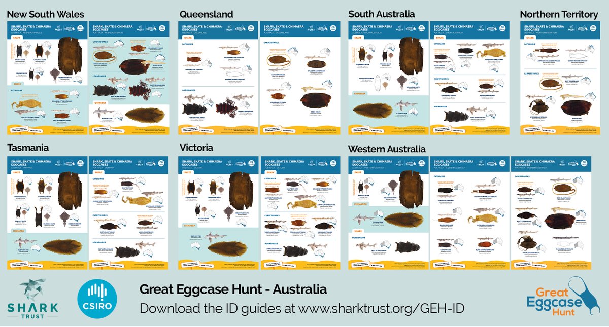 The Shark Trust tweet media