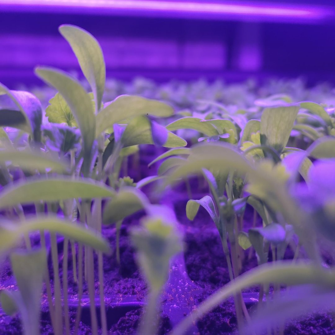 hydropolistech's tweet photo. Small, but beautiful π
We love to watch R&D plants grow very fast. The whole team has many photos from this stage of cultivation. Check our photo gallery of small plants.π±π±π±
#cultivationrecipe #smartcrop #verticalfarming #hydropolistech https://t.co/pIYlNQSkDR