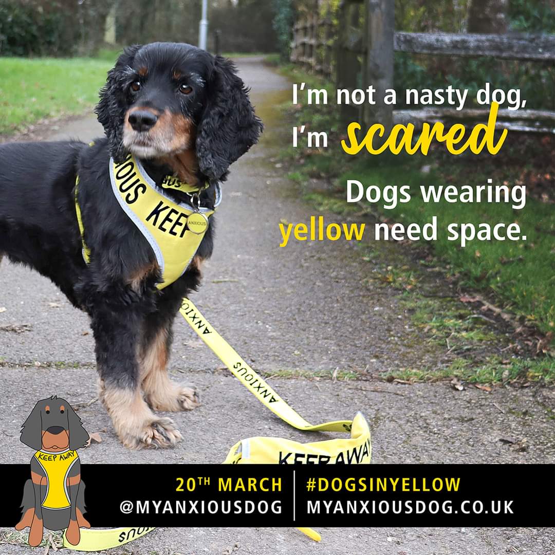 💛 Dogs In Yellow Day 💛 Do you know what it means when you see a dog with a yellow collar, lead or harness? Today is #dogsinyellow day. A special day to raise awareness and education about those dogs who need a little extra space and the reasons why. @Myanxiousdog