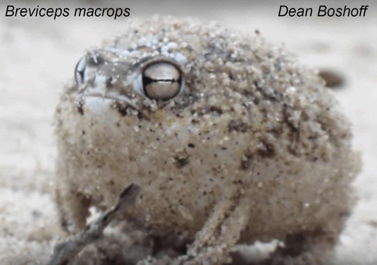 Ugly frog appreciation 🐸💚🧵
#WorldFrogDay

My first uggo is Breviceps fuscus, the black rain frog which got internet famous for looking like a sad avocado. These burrowing orbs don't have a tadpole stage and hatch as froglets.

Close relative B. macrops went viral for cuteness