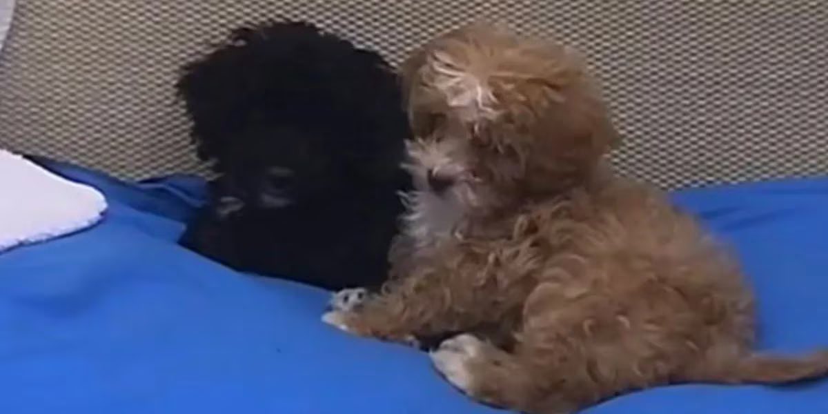 ROMINA TE ODIO COMO VAS A SEPARAR A CARAMELO Y MORA?? #GranHermanoAR #GranHermano2023 😭😭