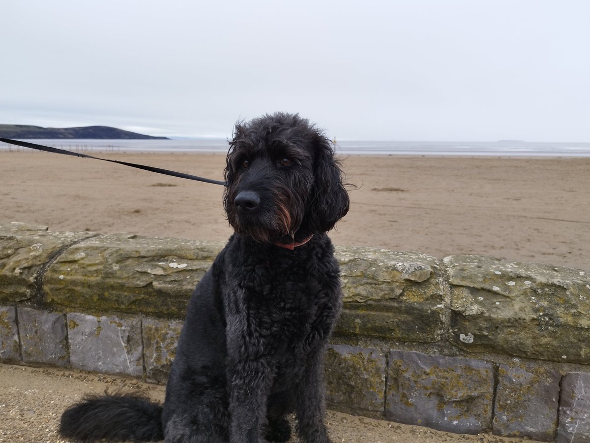 ZebedeeZebedog's tweet photo. A bit grey today at Weston-Super-Mare. Still at least it's not raining. Oh wait yes it is. https://t.co/frkrBBHeD5