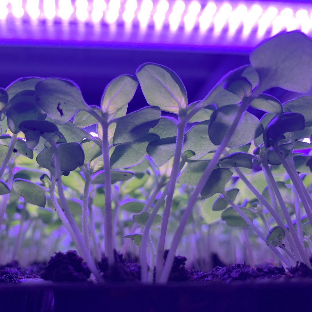 hydropolistech's tweet photo. Small, but beautiful π
We love to watch R&D plants grow very fast. The whole team has many photos from this stage of cultivation. Check our photo gallery of small plants.π±π±π±
#cultivationrecipe #smartcrop #verticalfarming #hydropolistech https://t.co/pIYlNQSkDR