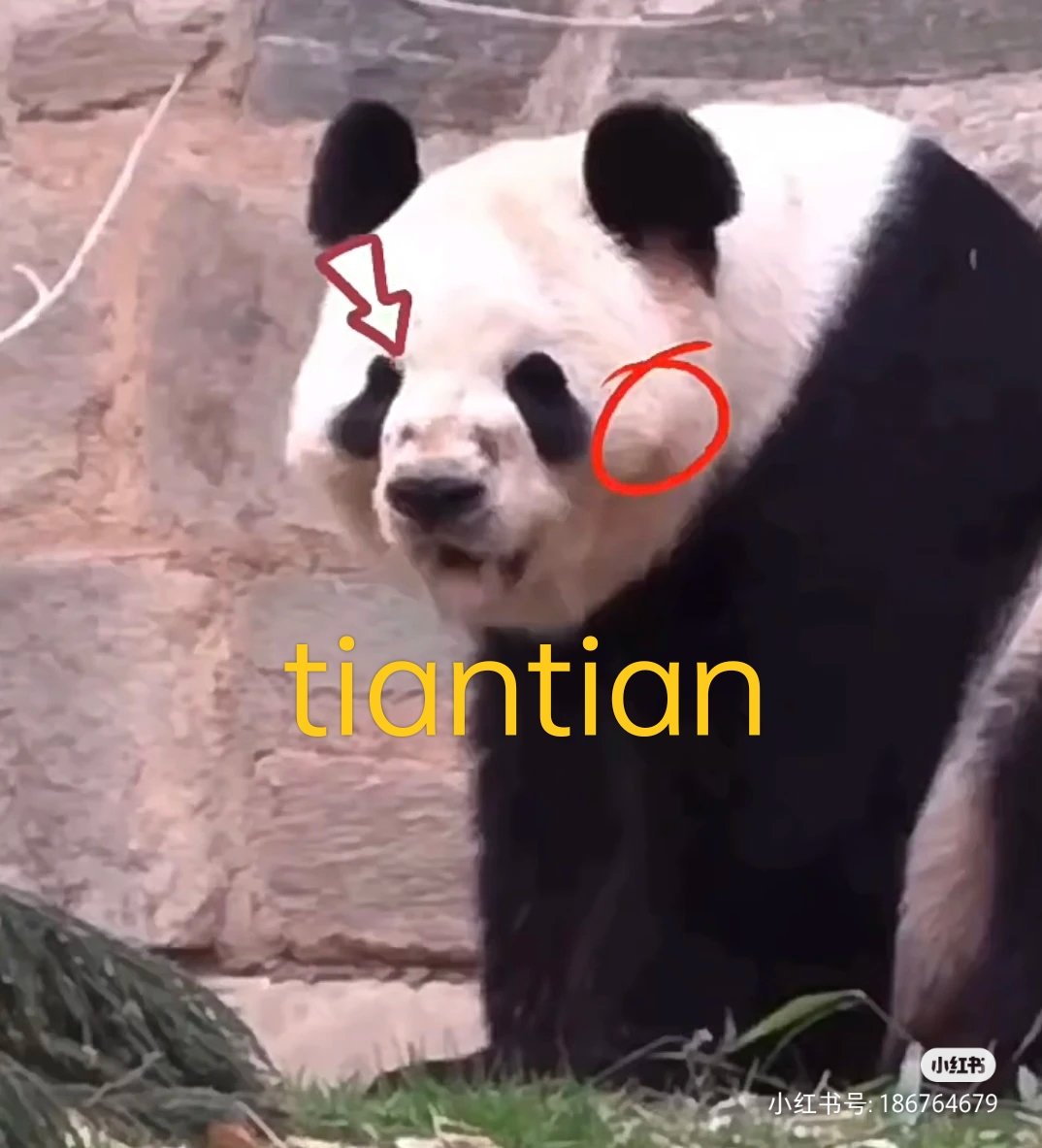 hhanglism's tweet photo. Mei Xiang is more than twenty years old (eighties in human age), she was forced to inseminate.
#Meixiang
#Washingtonzoo
#panda https://t.co/TtphL8nO6d