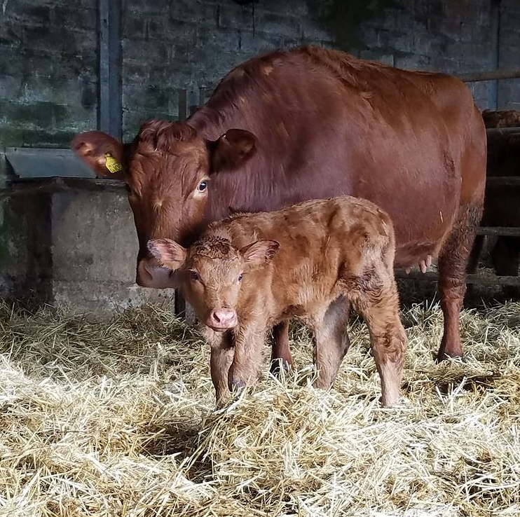 StabiliserBeef's tweet image. Did you know? 💭

The average Stabiliser calf weighs 37kg ⚖️

📸 Robin Norrie

#stabilisercattle #stabiliser #farmer #farming #cattle #livestock #britishbeef #sucklerfarm #agri #ag #grassfedbeef #sustainablefarming #theultimatesucklercow #futureproofyoursucklerherd #calingtime