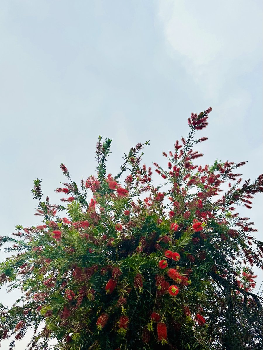 sidtree's tweet photo. Clicked The glorious #BottleBrushTree
It brushes away the dust from mind 😇
बॉटल ब्रश पेड़
इसमें मन की धूल साफ़ करने की शक्ति है 💚
इन्हें पेड़ों की दुनिया में प्राइवेसी वाला पर्दा भी कहते हैं
और ये एक बार ज़मीन में जम जाएँ
तो फिर सूखे को भी झेल लेते हैं
#सिद्धार्थकीदूरबीन🔭 https://t.co/RQKjiM9l0k