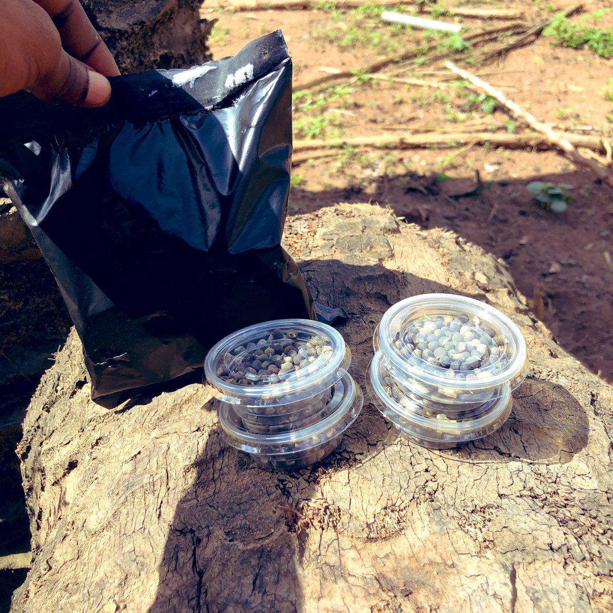 tggp_online's tweet photo. Hmu for okra seed,tomatoes seedlings,Plantain corm/suckers and Pepper seedlings.
WhatsApp:0279741842
Call:0245693441
@#TGGP on other social platforms ✅
University of Ghana|Medikal|Dbee|Blacko|Shattawale|Stonebwoy|Sark|SG mall|Truestateofthenationadsress. https://t.co/7B7OQS6P28