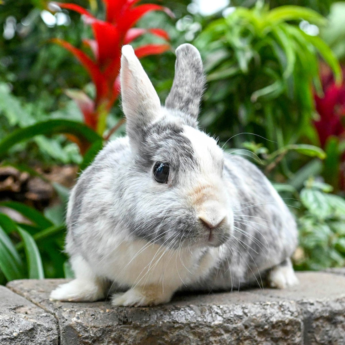 brookfield_zoo's tweet photo. Cloudy is here to wish you a hoppy first day of spring! 🐰🌸 

Stop by and enjoy the spring season with a trip to Brookfield Zoo, open 365 days a year! 

#Bunny #Rabbit #FirstDayOfSpring #SpringTime #SpringIsHere https://t.co/ggJQTlXyQ0