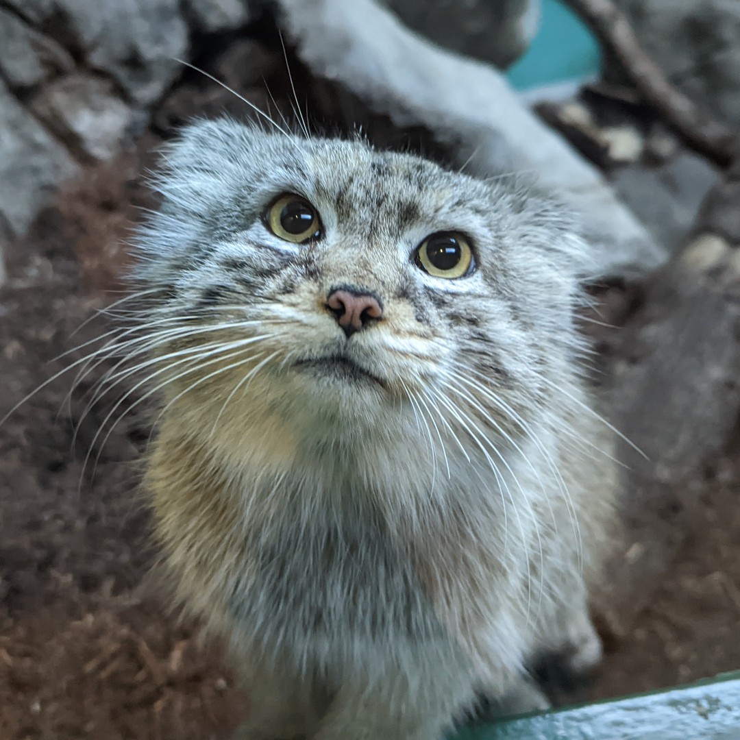BirminghamZoo's tweet photo. You know you want to....BOOP the SNOOT!
📷Victoria K., Animal Care Professional, Predators
⏰ Wednesday - Sunday, 9:00 AM - 5:00 PM | *Hours subject to change for events or inclement weather.
#BhamZoo #BirminghamAL #MagicCity #ThisisBham #BhamLife https://t.co/cbss2S7E4a