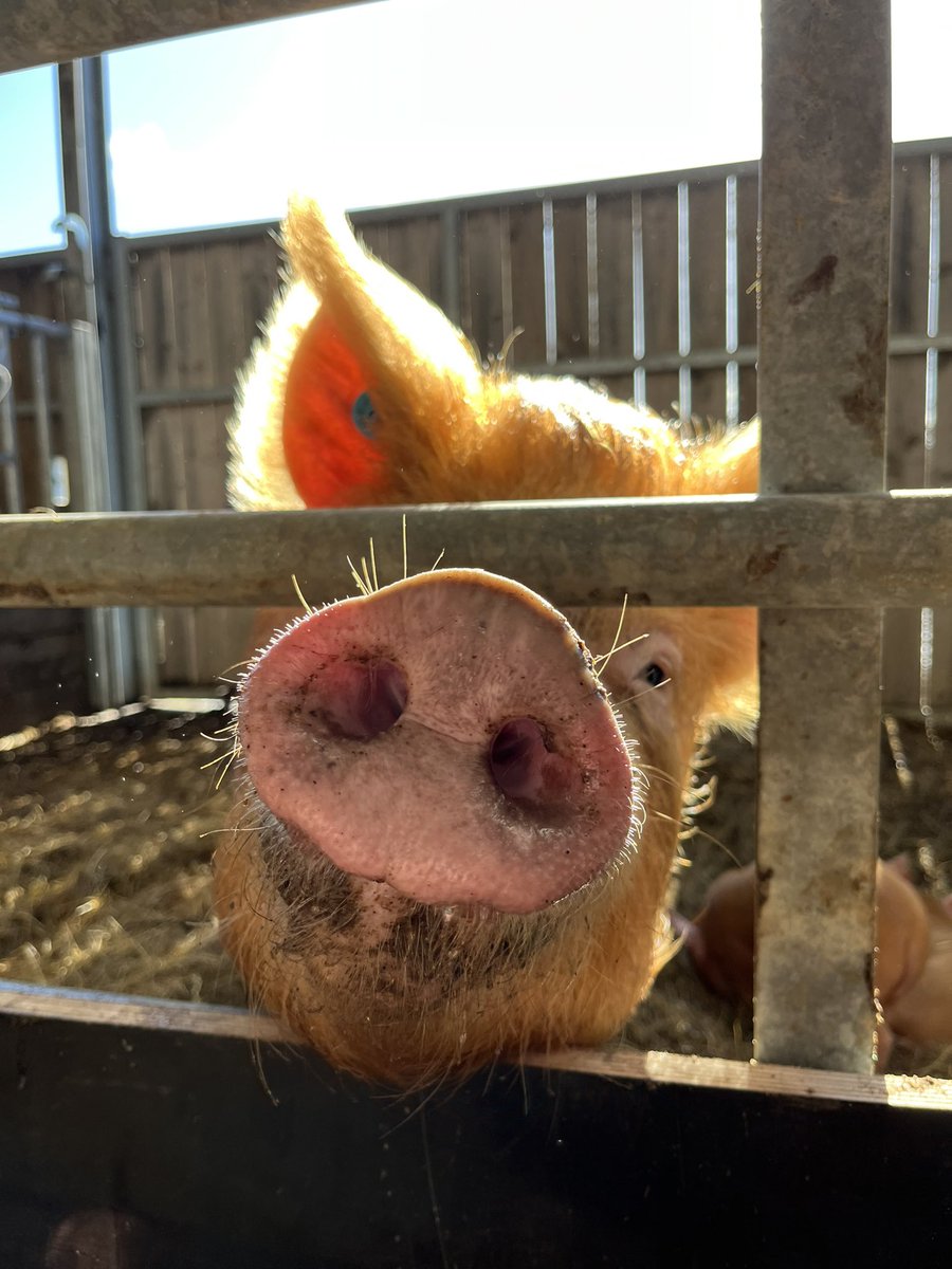 Gam Farm Rare Breeds tweet media