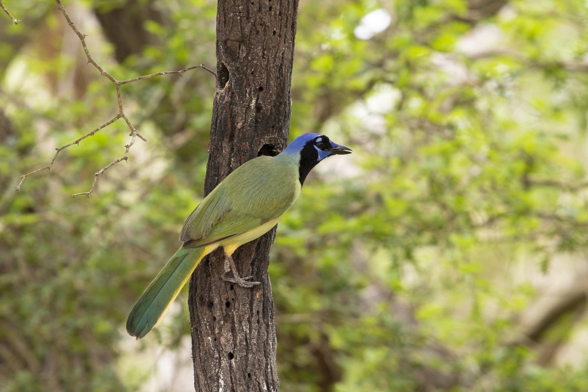 USFWS Southwest Biology tweet media