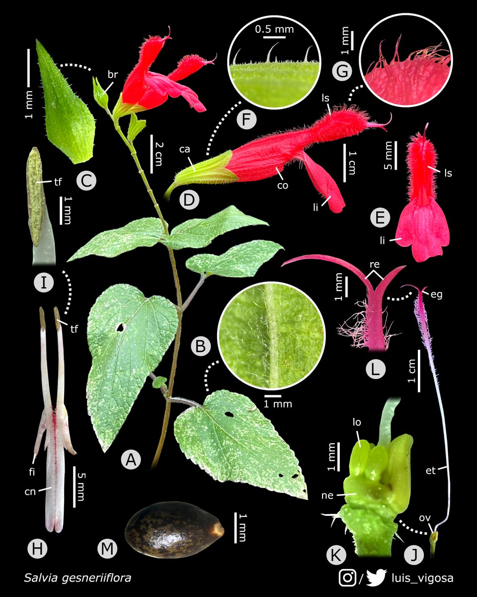 luis_vigosa's tweet image. Salvia gesneriiflora  (Lamiaceae)
#botany #flowers #taxonomy #plants
