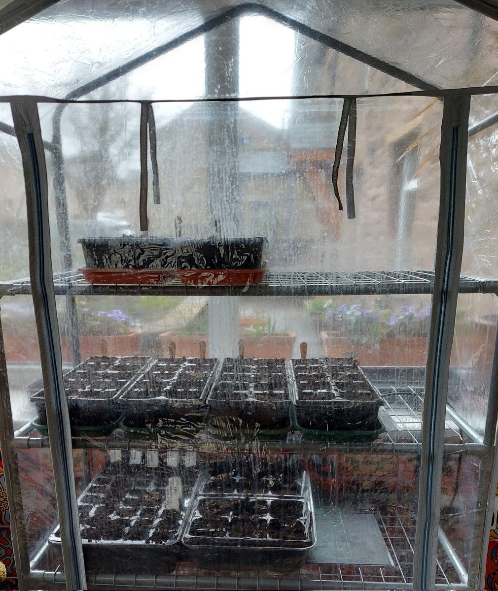 ToavesG's tweet photo. The first seeds are sown.

#toaves #seedstarting #andwereoff #2023campaign #2023growingseason #seedsowing https://t.co/6tIU0wgqO3