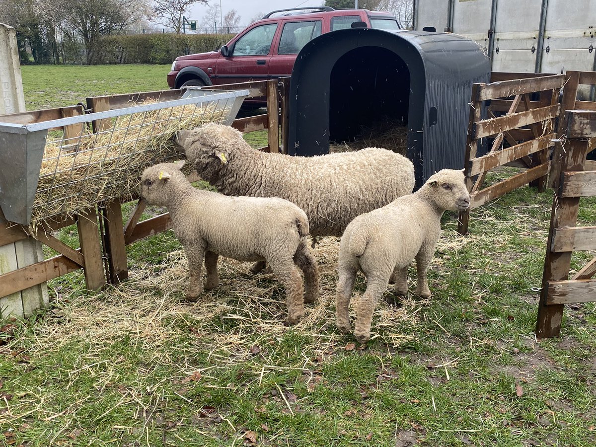 Mark Robertson (@robertson91m) on Twitter photo Some of the flock dropped off to local #Norfolk schools for <a href="/ffdt_uk/">Food & Farming Discovery Trust</a> #LearnAboutLivestock Week! … really proud to be a part of this great work and see the faces light up as we dropped them off! Some of the flock dropped off to local #Norfolk schools for <a href="/ffdt_uk/">Food & Farming Discovery Trust</a> #LearnAboutLivestock Week! … really proud to be a part of this great work and see the faces light up as we dropped them off!