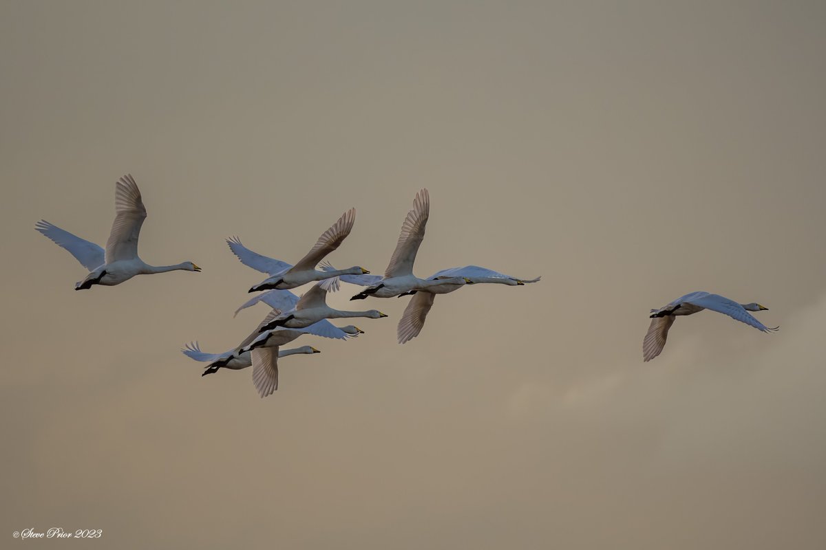 steveprior11's tweet photo. Whooper Swans at Willow Tree Fen, Lincs @LincsWildlife https://t.co/ajGU1gHE2B