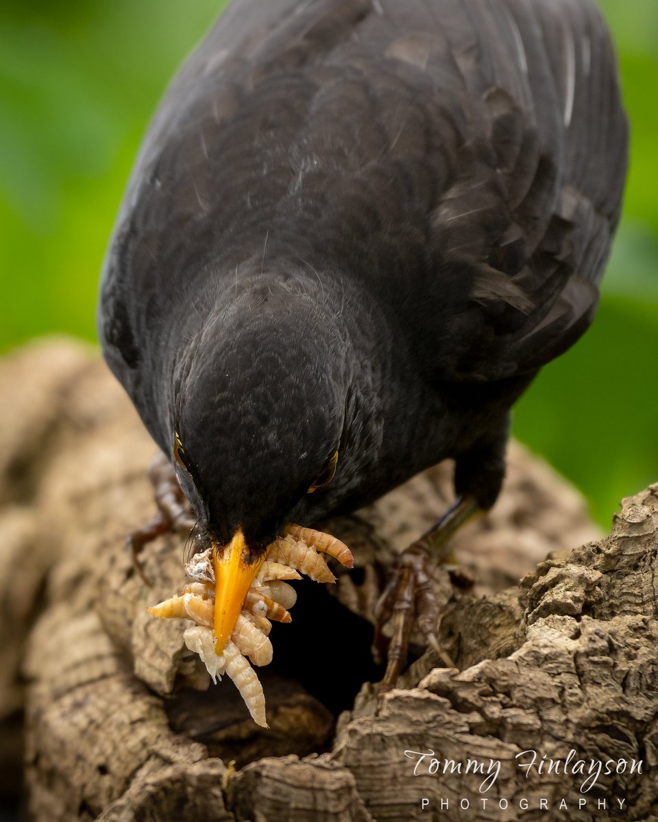 Male Blackbird with a takeaway Kebab to feed the hungry chicks #Gibraltar #BirdsSeenIn2023 @gonhsgib @BirdingRasta #birdPhotography #birdwatching @GibraltarBirds @_BTO @Natures_Voice #TwitterNatureCommunity @Britnatureguide @GibReserve