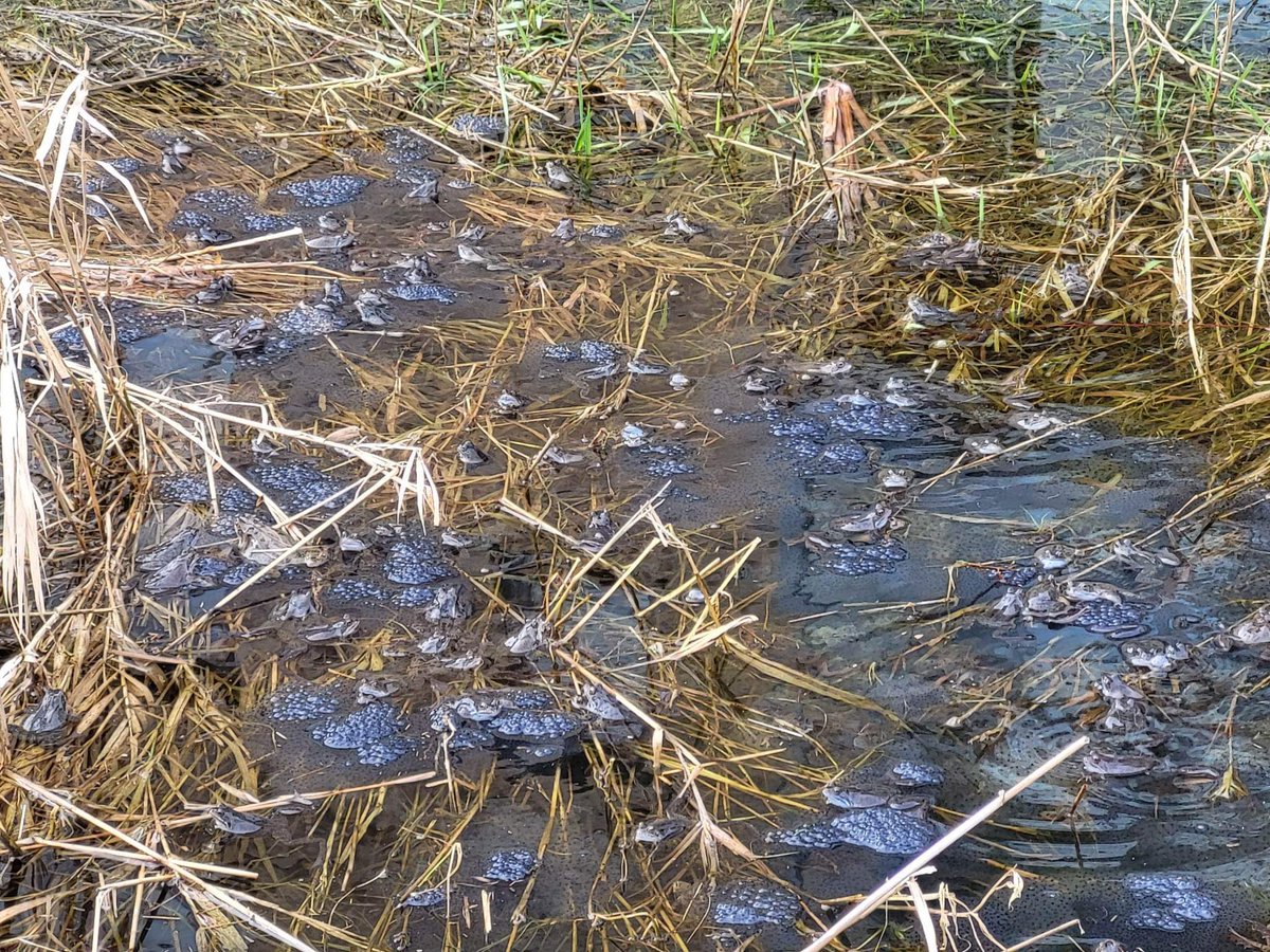 It’s #WorldFrogDay, so let’s celebrate one of my favourite #amphibian species, the common frog (Rana temporaria). They may not be exotic but they make up for it by breeding en masse, look at all of those frogs and spawn! #Herpetology #Frogs