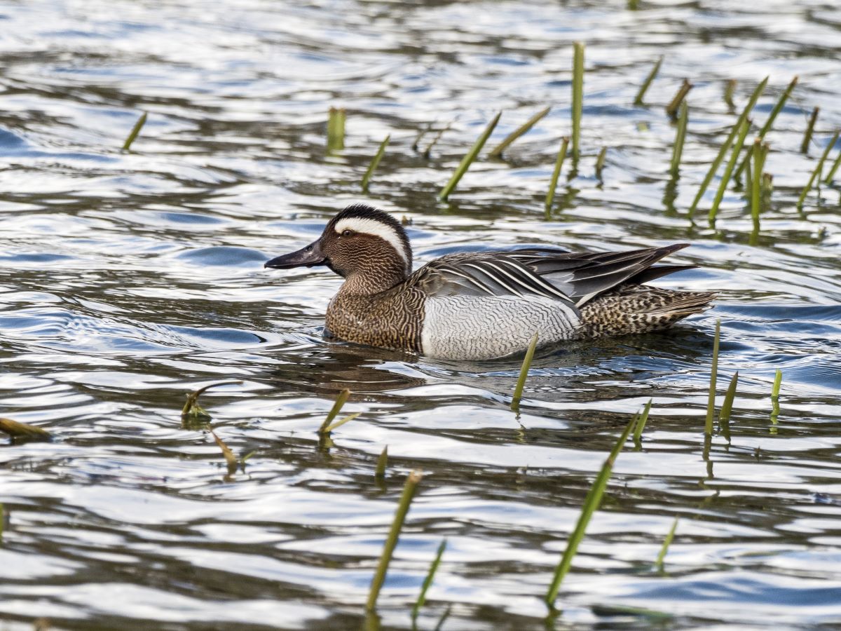 The team had over 60 bird species on Lady Fen, highlights of two pairs of garganey, spotted redshank, spoonbill, cattle egret, barn owl. 57 species on Ouse Washes side, the full WeBS count will be on the sightings page soon. Lady Fen is vital whilst water is high on the Washes.