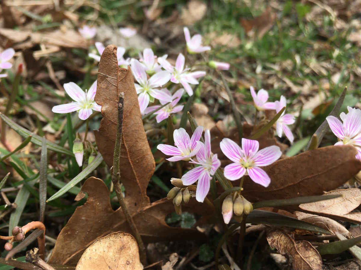 Happy #FirstDayOfSpring! Soon you will be able to see this beauties at #franklincreekstatenaturalarea!