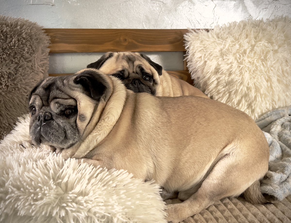 Maurice_the_Pug's tweet photo. A lot of people asked me to do a long ASMR video of me napping and Bubble snoring.
➡️https://t.co/uY7wcrOS1X
I hope you enjoy it!
#mauricethepug #bubblethepug #theuniverseofmaurice #ASMR #snoring #pugsnoring #snoringsounds #sleepy #relaxing #relax #dog #relaxingmusic #mops #pug https://t.co/pvirOOAt6e