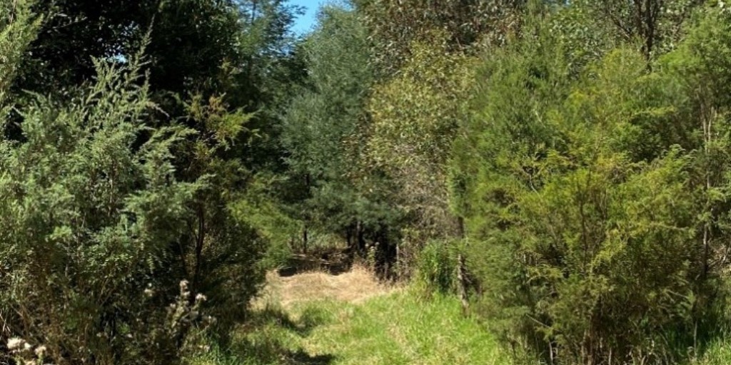 Today is #InternationalDayofForests!
This year's theme raises awareness of how forests play a key role in helping people with their health. Forests purify water, clean the air, provide food and natural medicines, and remove carbon to fight climate change.
#ForestDay #GrowingHope