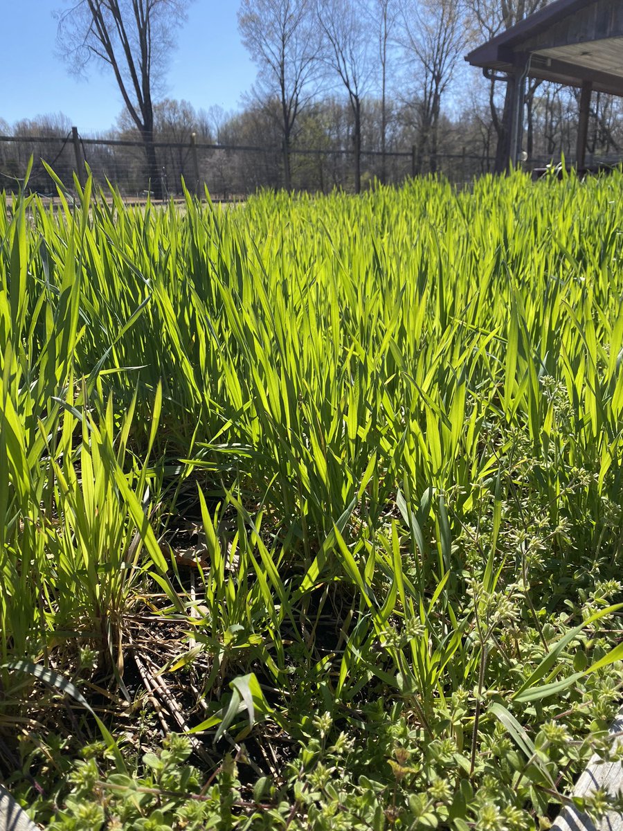 Collierville Middle Agri-STEM tweet media