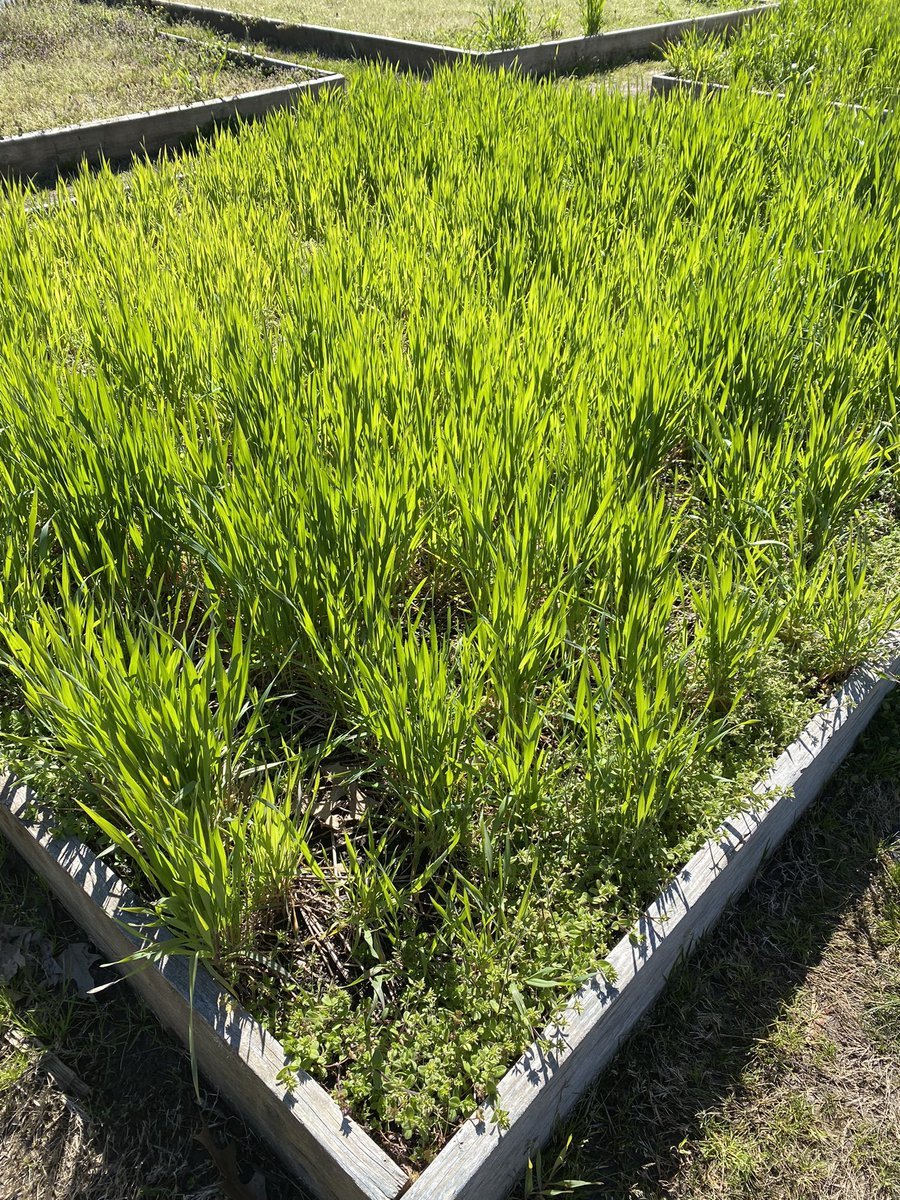 Collierville Middle Agri-STEM tweet media