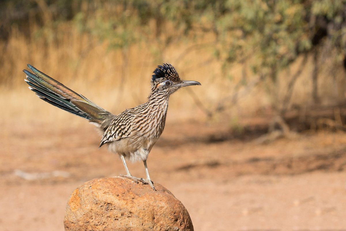 The greater roadrunner can hit speeds over 18 mph. Their long leg bones and large muscles allow them to reach those speeds. Their feet are also extra flexible, so their toes can make maximum contact with the ground.

📸: Mick Thompson CC BY-NC 2.0 flic.kr/p/GR1YBc