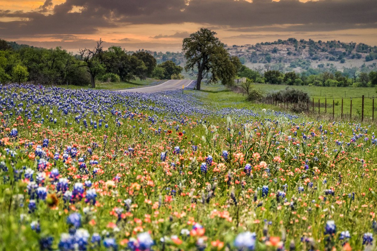 Dripping Springs Distilling tweet media