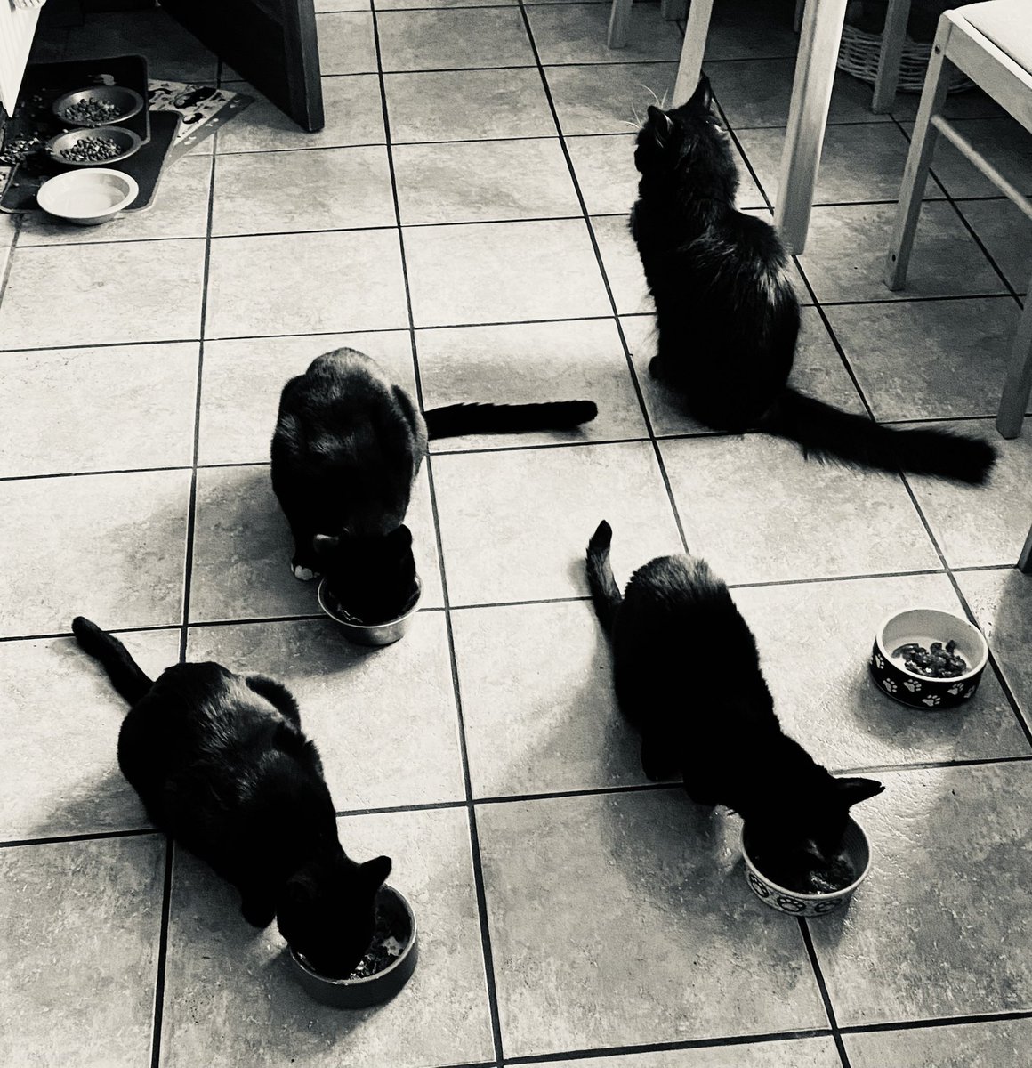 PamWeeden's tweet photo. The restaurant has just lost a Michelin star. #RescueCats #RESCUE #RescueCatsofTwitter #BlackCat #CatsOfTwitter #Cats https://t.co/0FFfxEV1gO