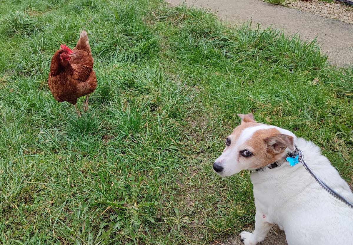 magnumlady's tweet photo. No chicken, you can't come for a walk with us
#notmychicken https://t.co/8uyojhaHNU