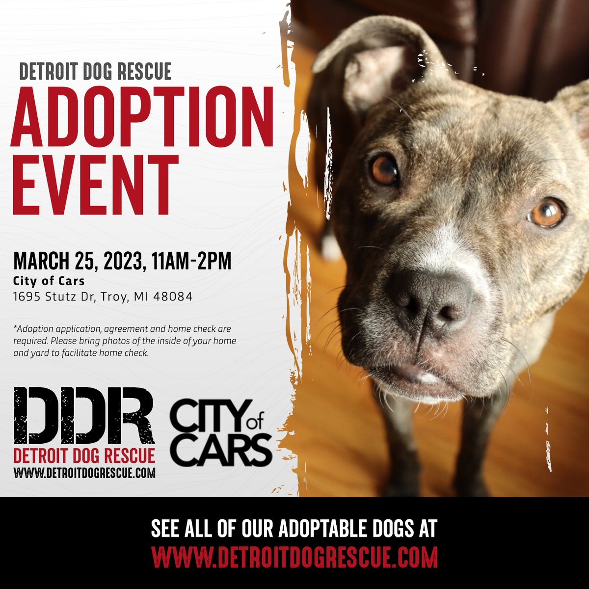 Looking to expand your family? Come meet our adoptable dogs & puppies Sat, 3/25 at City of Cars from 11am-2pm! See all of our adoptable dogs and find more information at DetroitDogRescue.com #DetroitDogRescue #Rescue #Foster #Adopt #AdoptionEvent #Detroit