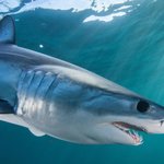 Image for the Tweet beginning: Illegal shark fishing in Republic