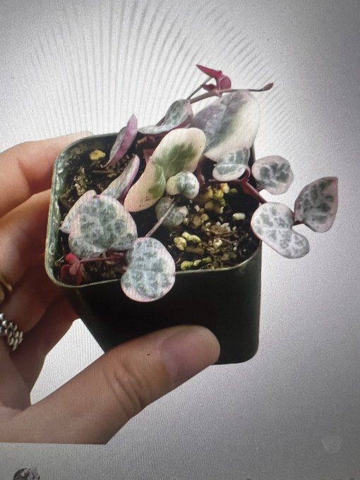 Tell me why I just bought a rare plant for $70 and then FOUND OUT it&rsquo;s THIS SMALL https://t.co/Avg1W