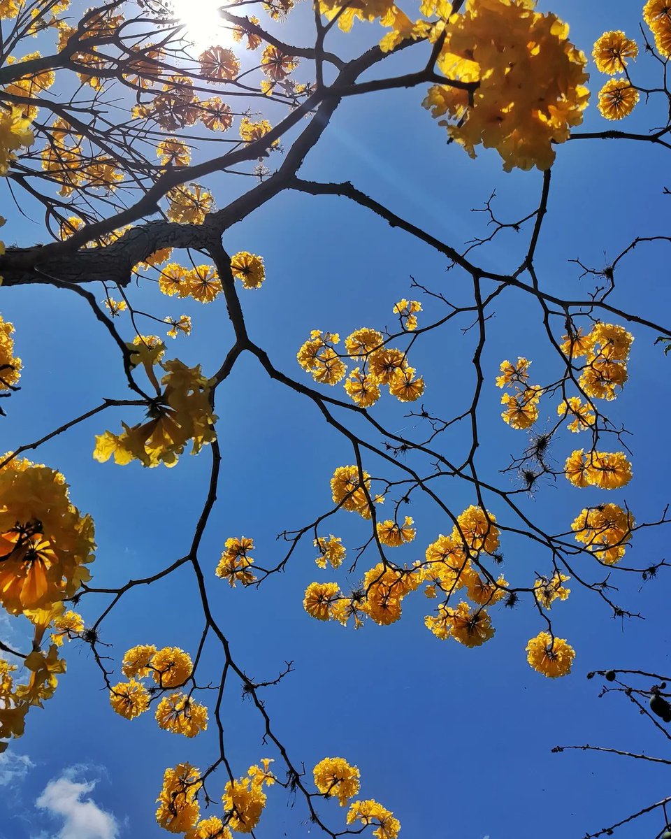 majodugarte's tweet photo. 🌼 A Van Gogh le gustaría el árbol de mi país 🌼 https://t.co/Ylnhg1HXM7