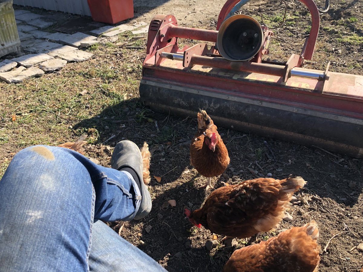 Pausa relax #collitortonesi #piemonte @Gioleofonti #galline