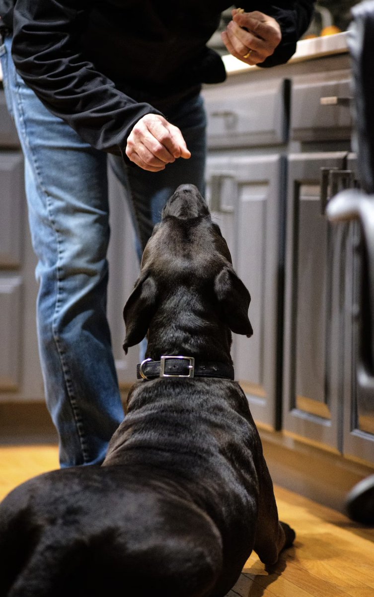 Almuoc's tweet image. Was the dog training successful? How can one measure whether the training done with a dog has been successful? What parameters should one have in order to evaluate if success has been reached? buff.ly/3JpXFeK   #dogblog #dogtraining #SantaFe