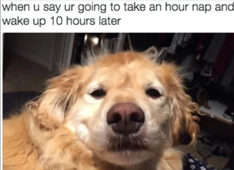 WholesomeMemes tweet media
