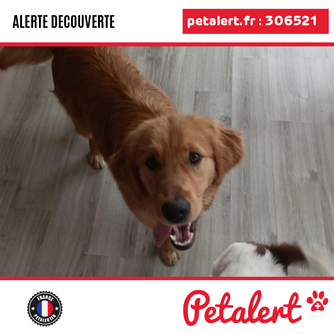 petalert_france's tweet photo. Trouvé #Chien #Manche #PortBailSurMer #Petalert #PetAlert50 / https://t.co/2n9iwgBrgm https://t.co/ceuZd5FygY
