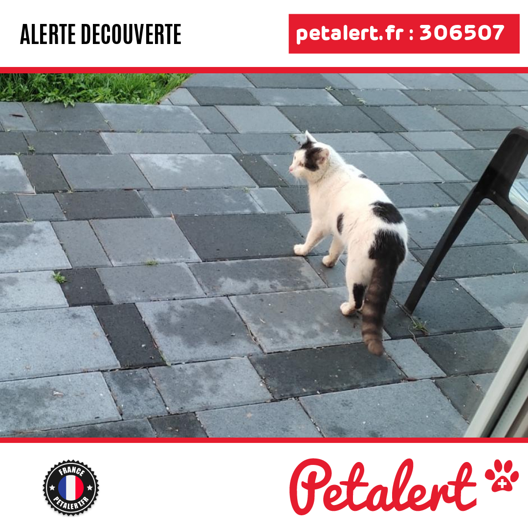 petalert_france's tweet photo. Trouvé #Chat #Allier #Perigny #Petalert  #PetAlert03 / https://t.co/lGUJC1AHDV https://t.co/FP87WdC6i5