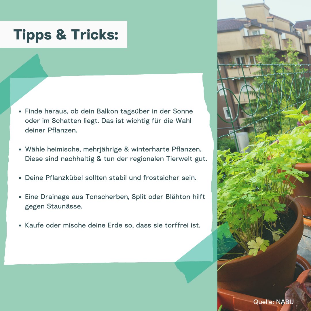 climaclic_de's tweet photo. Schon gewusst? Heute ist astronomischer #frühlingsanfang. ☀️ Das bedeutet, dass es Zeit wird deinen #balkon oder #garten zu bepflanzen. 🌷

👉 In diesem Post findest du die passenden Tipps und Tricks dazu.💚

#climaclic #klimalotterie #immereingewinner #klima #klimaschutz #natur https://t.co/WuxOyBKepc