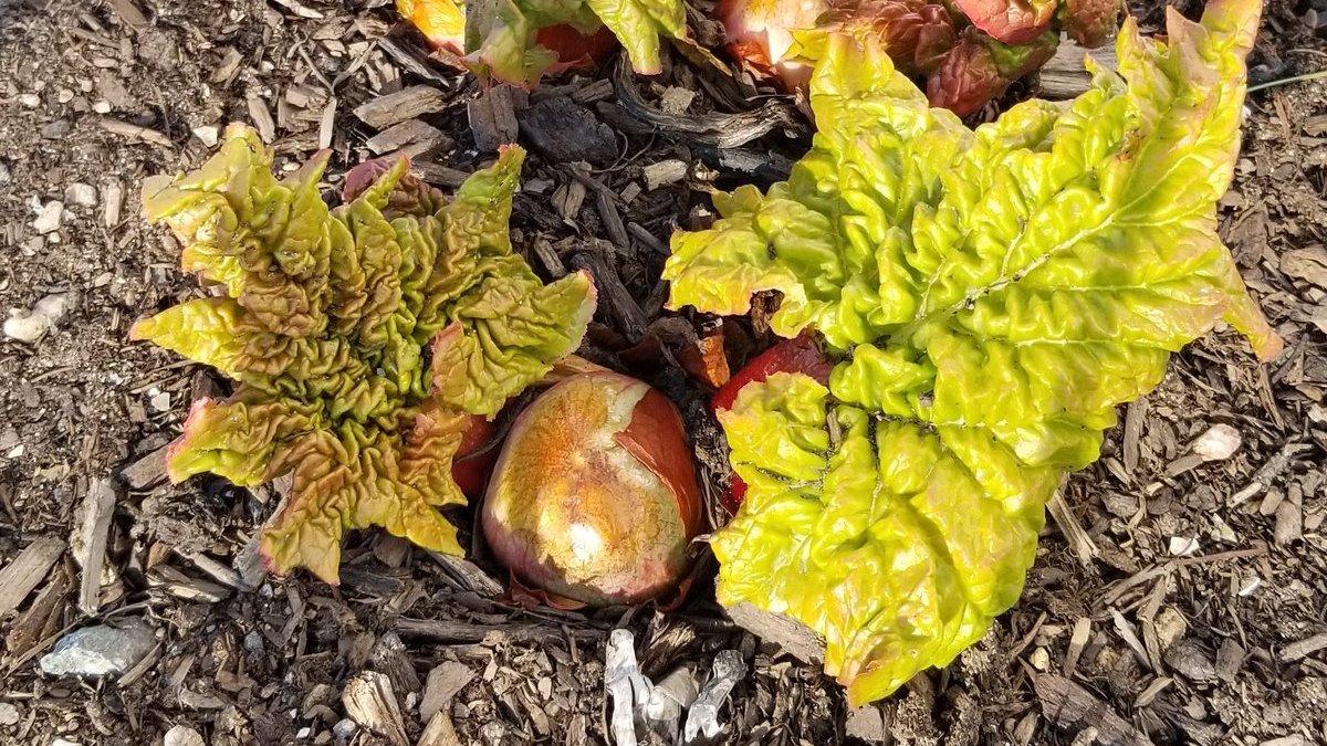 Black Earth Compost tweet media