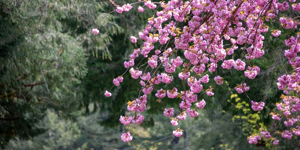 Happy first day of #spring! It won’t be long before #ClackCo is covered in delightful bursts of color. 🌸 🌷