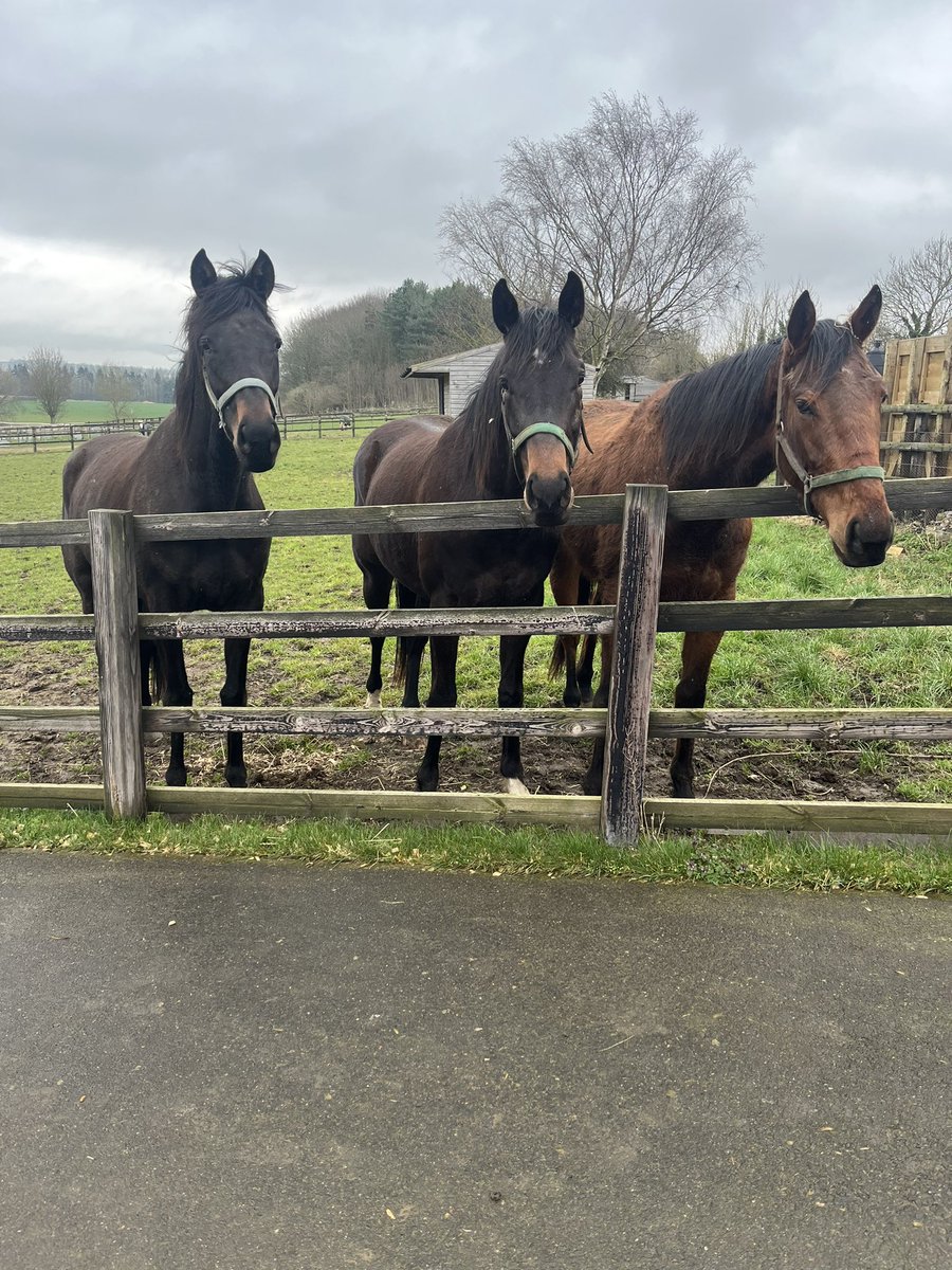 NRuthJefferson's tweet photo. Still scruffy but happy to be at Newstead #Coco #Finbar #George https://t.co/0kNvWjq7Ko