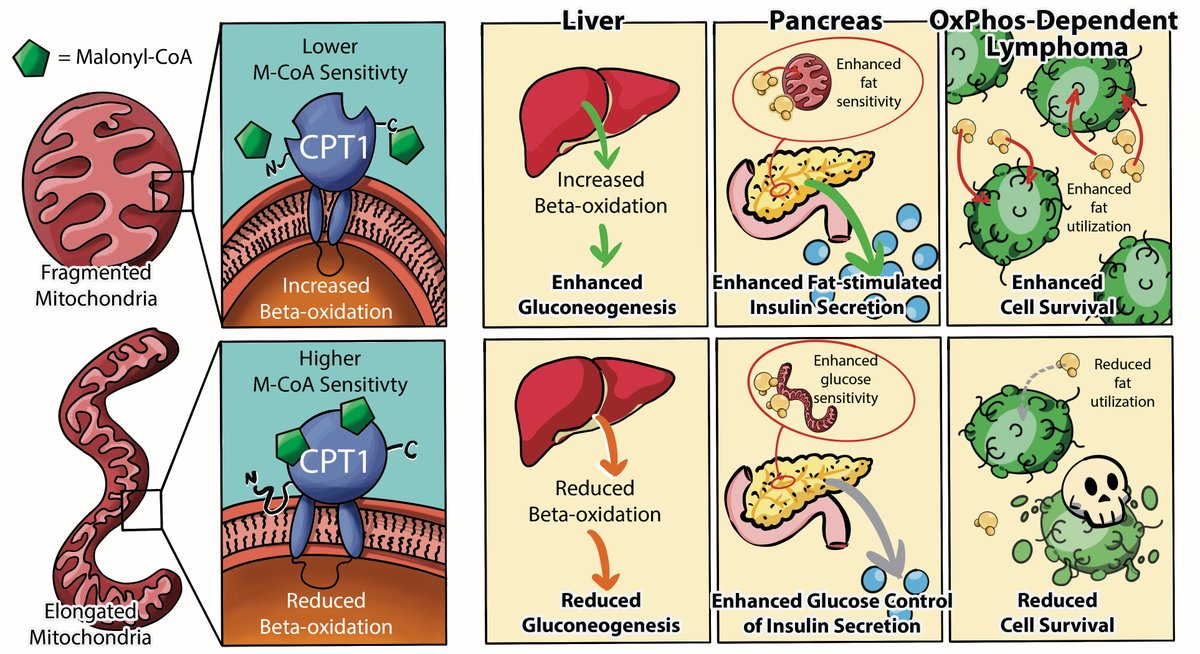 Orian Shirihai (@orianshirihai) on Twitter photo We reveal a new mechanism whereby mitochondrial morphology determines cellular fuel preference and fatty acid oxidation capacity by altering CPT1 sensitivity to inhibition by Malonyl-CoA in liver, islet, and lymphoma <a href="/embojournal/">The EMBO Journal</a> doi.org/10.15252/embj.… We reveal a new mechanism whereby mitochondrial morphology determines cellular fuel preference and fatty acid oxidation capacity by altering CPT1 sensitivity to inhibition by Malonyl-CoA in liver, islet, and lymphoma <a href="/embojournal/">The EMBO Journal</a> doi.org/10.15252/embj.…