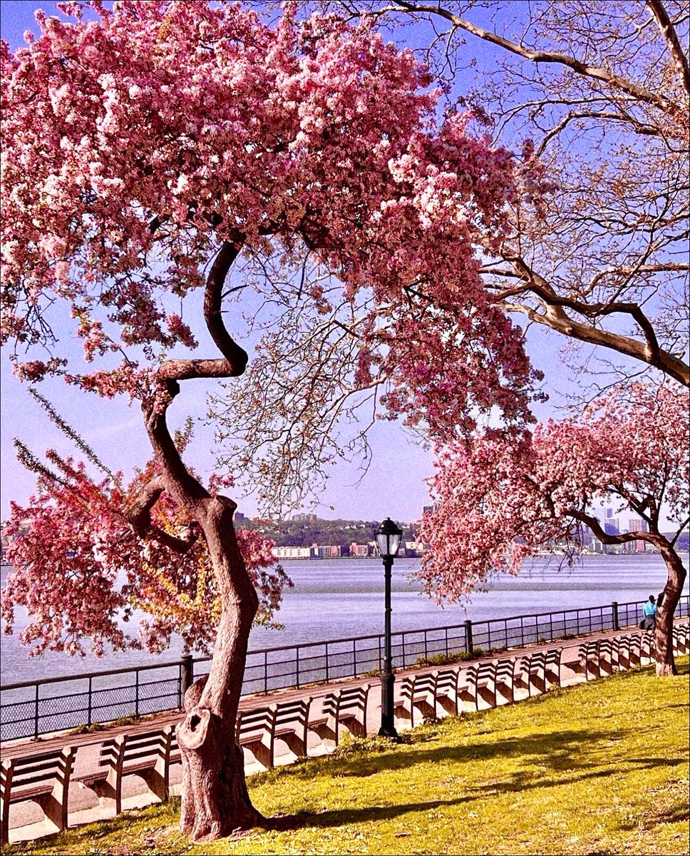 amrezy's tweet photo. Happy #FirstDayofSpring 🌸🌷🌺 https://t.co/oPI7zFTPLb