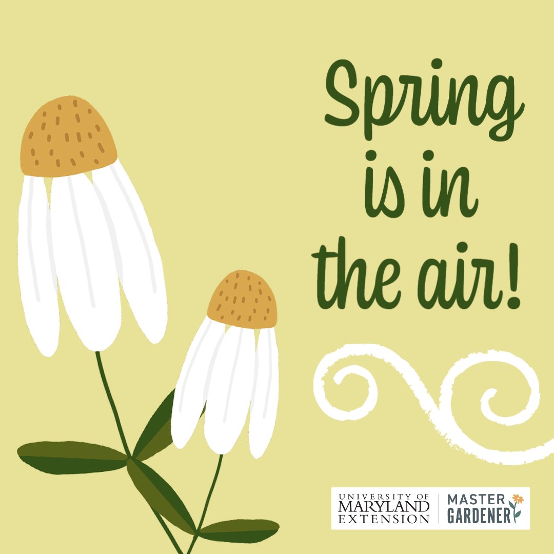Umequeenannes's tweet photo. Happy #FirstDayofSpring2023 Queen Anne's County!! Be sure to contact our Master Gardner/Horticulture Agents today with questions on the latest seedlings and plant clinics to come! #ume #umdextension #mastergardner #mastergardnerqac https://t.co/CEB5eLZW3Z