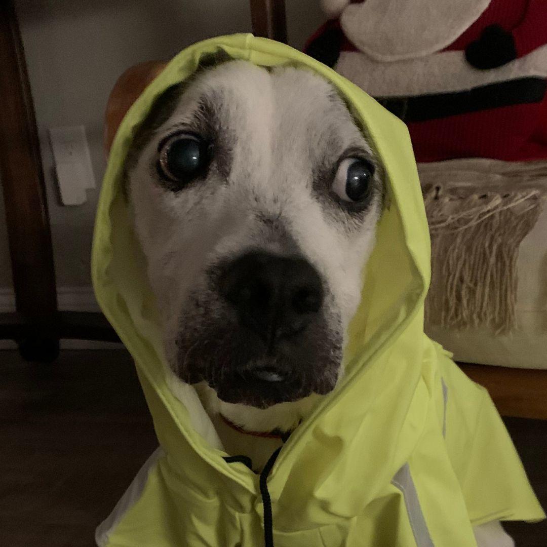 EssentialsPet's tweet photo. Annie's spreading awareness for Dogs in Yellow Day, a day to spread love and support for anxious pets.ย ๐
#dogsinyellowday #doglove https://t.co/3no9UNHaJD